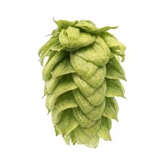 T90 Willamette Hop Pellets - 100 g