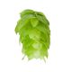 East Kent Golding Hop Cones - 250 g