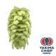 Yakima Chief Hops® T90 Mosaic® Hop Pellets - 5 kg