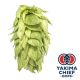 Yakima Chief Hops® T90 Palisade® Hop Pellets - 5 kg