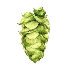 Houblon Dolcita™ Brand - 30 g en granulés T90