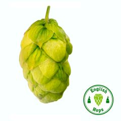 Houblon Endeavour - 5 kg en granulés T90
