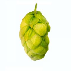 Houblon Endeavour - 5 kg en granulés T90