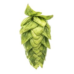 Houblon Cascade - 1 kg en granulés T90