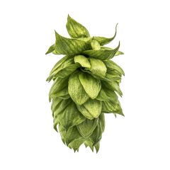 Houblon Cachemire - 1 kg en granulés T90
