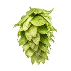 Houblon Chinook - 1 kg en granulés T90
