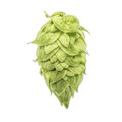 Houblon Ekuanot® - 1 kg en granulés T90