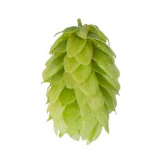 Houblon Mittelfrüh (Hallertau) - 5 kg en granulés T90