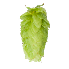 Houblon Tettnang Tettnanger - 5 kg en granulés T90