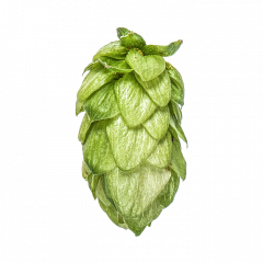 Houblon Pacifica - 1 kg en granulés T90