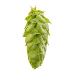 Houblon Challenger - 250 g en cônes