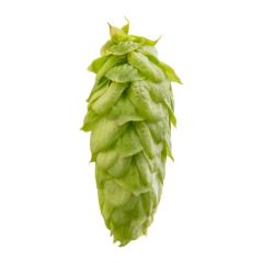 Houblon Challenger - 5 kg en cônes