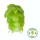 Hopfen East Kent Golding - 250 g Pellets T90